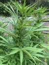 IMG_4236.jpeg