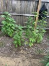 IMG_4224.jpeg