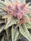 IMG_0612.jpeg