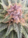 IMG_0613.jpeg