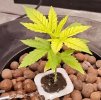 3 weeks post germination.jpg