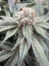 IMG_6286.jpeg