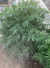 IMG_3516.jpeg