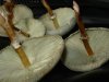shrooms 002.jpg