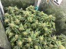 IMG_1105.jpeg