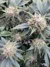 IMG_1108.jpeg