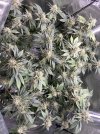 IMG_1110.jpeg