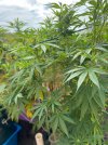 Pot 2 .JPG