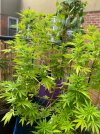 Pot  3 .JPG
