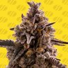Black Orchid Auto.jpg