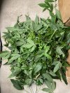 IMG_1223.jpeg