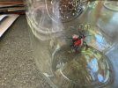 Adult Fly.jpg