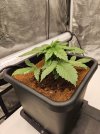Granite Haze f6 Aug 29 2025 close up.jpg