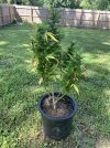 IMG_3504.jpeg
