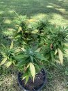 IMG_3503.jpeg