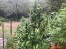 IMG_0233.jpeg