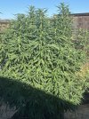 IMG_3436.jpeg