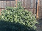 IMG_3435.jpeg