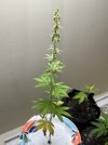 IMG_3168.jpeg