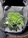 Day 39 Full Plant (11 July).jpg