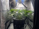 Day 45 Canopy Level (17 July).jpg