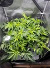Day 49 ScrOG Full (21 July).jpg