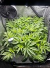 Day 54 Full view pre-defoliation (26 July).jpg