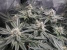 Day 86 - Day 45 Flower - Colas.jpg