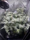 Day 86 - Day 45 Flower - Full View Before Defol.jpg