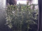 Day 86 - Day 45 Flower - Side View.jpg