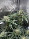Day 86 - Day 45 Flower - Tallest Colas.jpg