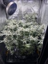 Day 89 - Day 48 Flower - Full Canopy.jpg
