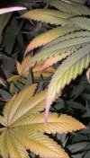 IMG_2646.jpeg