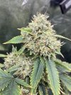 IMG_1296.jpeg