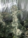 IMG_0477.jpeg
