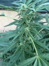 IMG_0030.jpeg
