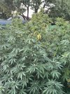 IMG_0022.jpeg