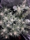 Day 92 - Day 51 of Flower - Aerial.jpg