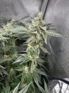 Day 92 - Day 51 of Flower - Cola 1.jpg