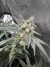 Day 92 - Day 51 of Flower - Cola 2.jpg