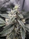 Day 92 - Day 51 of Flower - Cola 3.jpg