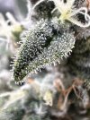 Day 92 - Day 51 of Flower - Sugar Leaf Close.jpg