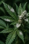 cannabis_plant_pests_and_fungus.jpg