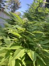 IMG_0239.jpeg