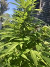 IMG_0240.jpeg