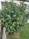 IMG_3530.jpeg