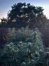 IMG_3465.jpeg