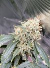 IMG_1336.jpeg