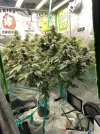 IMG_1345.jpeg