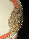 IMG_0737.jpeg